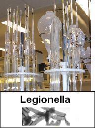 Legionella-bakterier Legionella-bakterier